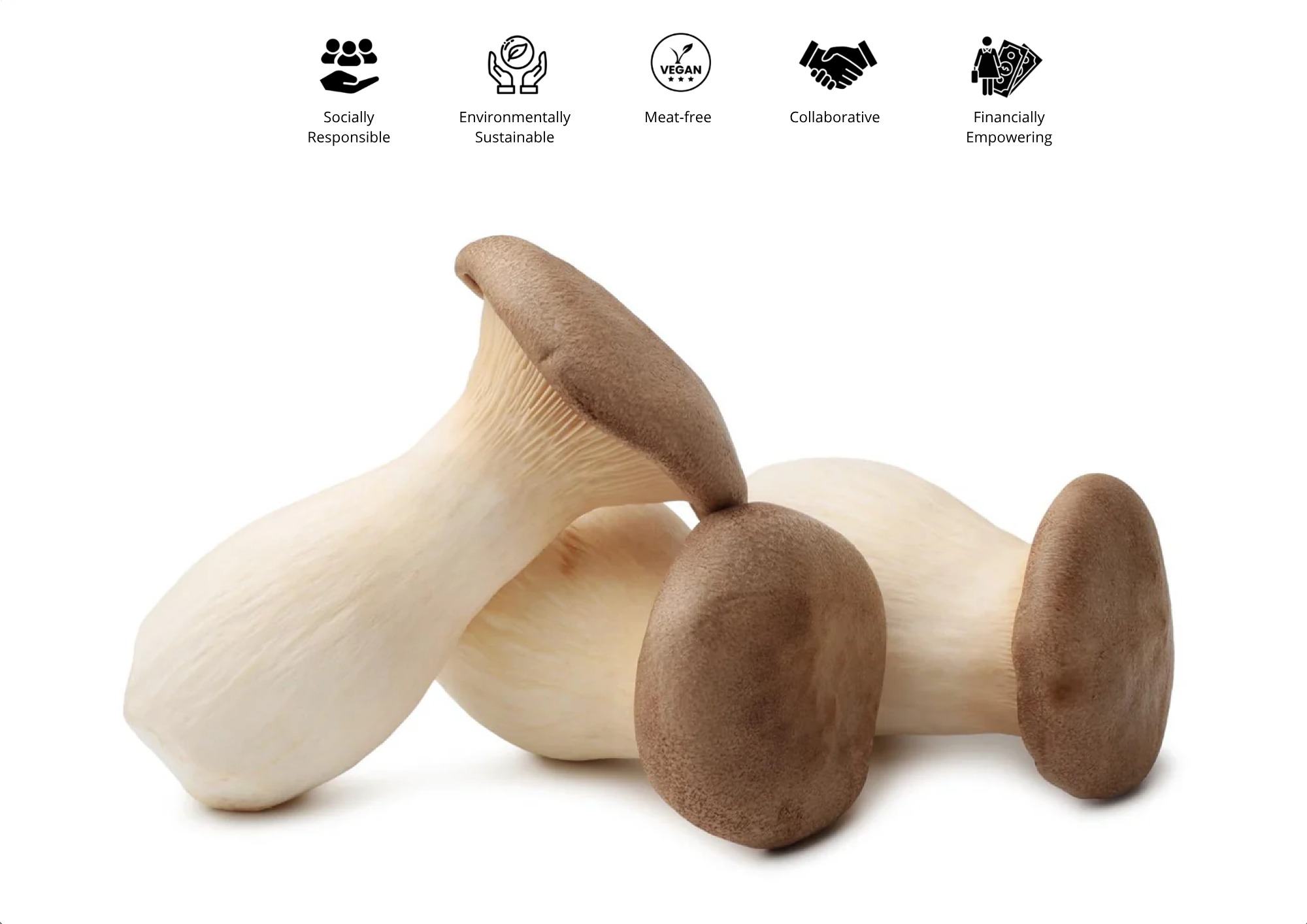 <p style="color:black"><b>Bio mushrooms produced by refugees in Berlin, from coffee waste.</b></p>